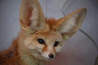 adult black_eyes black_nose black_tail_tip color day eyes_open fennec_fox head_tilted image indoors mouth_closed partial_body pet photo portrait single tan_fur vulpes winter_coat // 3008x2000 // 785KB