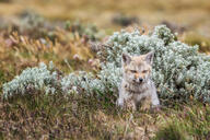 black_nose black_tail_tip day eyes_open facing_towards grass gray_fur lycalopex mouth_closed orange_eyes pampas_fox partial_body red_fur single sitting staring summer_coat sunny wild young // 2048x1365 // 1.1MB