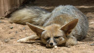 adult black_nose blanford's_fox captivity color day desert eyes_closed facing_towards full_body image mouth_closed on_stomach photo single sleeping sunny tan_fur vulpes zoo // 3899x2212 // 2.8MB