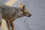 adult black_nose black_tail_tip color day eyes_open facing_side gray_fur image lycalopex mouth_closed orange_eyes pampas_fox partial_body photo red_fur single standing staring summer_coat sunny urban wild // 2048x1365 // 238KB