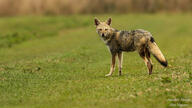 adult black_nose black_tail_tip color day eyes_open facing_towards full_body grass gray_fur image lycalopex mouth_closed orange_eyes pampas_fox photo red_fur single standing staring summer_coat sunny wild // 840x473 // 167KB