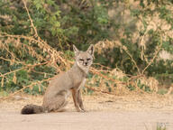 adult bengal_fox black_nose black_tail_tip color day eyes_open facing_towards grass image mouth_closed outdoors photo single sitting summer_coat tan_fur vulpes wild // 3413x2560 // 4.5MB