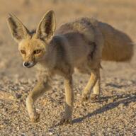 adult black_nose color day desert eyes_open facing_towards full_body image mouth_closed orange_eyes photo ruppell's_fox single standing summer_coat sunny tan_fur vulpes walking white_tail_tip wild // 2000x2000 // 1.8MB