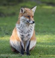 adult day eyes_open fat image photo red_fox single vulpes wild // 1958x2048 // 741KB