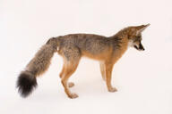 adult black_nose black_tail_tip captivity color day eyes_open facing_towards full_body image kit_fox mouth_open orange_eyes photo single standing tan_fur teeth vulpes // 2000x1331 // 308KB