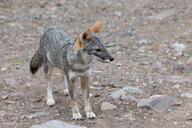 adult black_nose black_tail_tip color day desert eyes_open facing_towards full_body gray_fur image lycalopex mouth_closed orange_eyes outdoors photo sechuran_fox single standing white_fur wild // 5329x3554 // 13MB