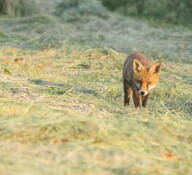 adult black_nose color eyes_open facing_towards full_body grass image large_muzzle_mark mouth_closed orange_eyes photo red_fox red_fur single standing staring summer_coat sunny twilight vulpes walking white_fur wild // 3395x3095 // 4.6MB