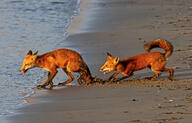 adult black_nose eyes_open facing_side full_body image mouth_open multiple muzzle_mark orange_eyes outdoors playing red_fox red_fur standing summer_coat tail_raised teeth twilight vulpes water wet_fur white_fur wild // 3072x1962 // 1.7MB