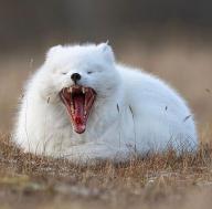 adult arctic_fox day eyes_closed image mouth_open photo single vulpes yawning // 640x633 // 63KB