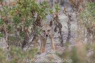 adult black_nose black_tail_tip day desert eyes_open facing_towards full_body gray_fur lycalopex mouth_closed orange_eyes pampas_fox red_fur single standing staring summer_coat sunny wild // 600x400 // 230KB