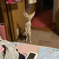 adult black_eyes black_nose day eyes_open facing_towards fennec_fox full_body image indoors mouth_closed pet single standing_biped tan_fur vulpes // 1864x1864 // 353KB