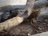 adult black_nose black_tail_tip day eyes_open facing_towards full_body gray_fur lycalopex mouth_open orange_eyes pampas_fox red_fur single standing staring summer_coat sunny tongue wild zoo // 560x420 // 69KB