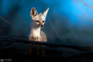 bengal_fox black_nose color eyes_open facing_towards forest image mouth_closed photo single standing summer_coat tan_fur twilight vulpes wild young // 2048x1366 // 567KB