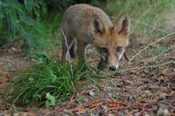 adult black_nose cloudy color day eyes_open facing_towards forest full_body grass image large_muzzle_mark mouth_closed orange_eyes photo red_fox red_fur single standing staring summer_coat vulpes walking white_fur wild // 800x532 // 159KB