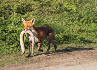 adult black_nose day eyes_open facing_towards full_body grass holding_something image mouth_open orange_eyes outdoors prey red_fox red_fur single standing summer_coat sunny vulpes walking white_fur white_tail_tip wild // 2000x1448 // 1019KB