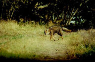 adult black_nose black_tail_tip day eyes_open facing_towards far_away full_body grass gray_fur lycalopex mouth_closed orange_eyes pampas_fox red_fur single standing summer_coat sunny walking wild // 400x263 // 59KB