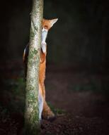 adult black_nose color eyes_open facing_towards full_body grass image large_muzzle_mark mouth_closed night orange_eyes outdoors photo red_fox red_fur single standing_biped vulpes white_fur white_tail_tip wild // 640x800 // 62KB