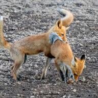 adult black_nose color day eating eyes_open facing_down full_body funny image mouth_open multiple no_muzzle_mark orange_eyes photo playing red_fox red_fur standing standing_biped summer_coat sunny tail_raised vulpes white_fur white_tail_tip wild // 1080x1080 // 398KB