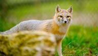 adult black_nose captivity color day eyes_open facing_towards grass gray_fur image mouth_closed orange_eyes partial_body photo single standing staring swift_fox tan_fur vulpes white_fur winter_coat zoo // 6215x3555 // 1.7MB