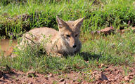 adult black_nose black_tail_tip color day eyes_open facing_side facing_towards full_body grass gray_fur image lycalopex mouth_closed on_stomach orange_eyes pampas_fox photo red_fur single staring summer_coat sunny wild // 5120x3187 // 5.4MB