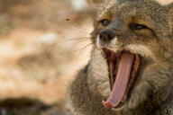 adult black_nose captivity color day eyes_open facing_towards gray_fur hoary_fox image lycalopex mouth_open orange_eyes outdoors partial_body photo portrait single tan_fur teeth tongue yawning zoo // 2048x1365 // 671KB