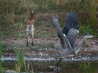 adult black_nose cloudy day eyes_open facing_side full_body grass heron image large_muzzle_mark mouth_closed orange_eyes red_fox red_fur single standing summer_coat tail_raised vulpes water white_fur white_tail_tip wild // 2048x1536 // 2.7MB