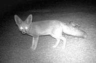 adult black_nose desert eyes_open facing_towards full_body grayscale image laser_eyes mouth_closed night orange_eyes photo ruppell's_fox single standing summer_coat tan_fur vulpes walking white_tail_tip wild // 911x595 // 423KB