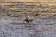 adult black_nose cloudy color day eyes_open facing_away facing_towards full_body grass gray_fur image mating mountains mouth_closed multiple orange_eyes photo standing tan_fur tibetan_fox vulpes white_fur white_tail_tip wild winter_coat // 1296x864 // 558KB