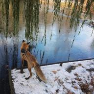 adult black_nose color day facing_away full_body image mouth_open muzzle_mark Nixie orange_eyes pet photo red_fox red_fur single snow standing staring sunny vulpes water white_fur white_tail_tip winter_coat // 1080x1080 // 204KB