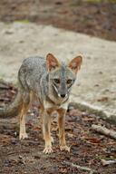 adult black_nose black_tail_tip color day eyes_open facing_towards full_body gray_fur image lycalopex mouth_closed orange_eyes outdoors photo sechuran_fox single standing sunny white_fur wild // 853x1280 // 270KB