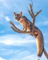 adult black_nose black_tail_tip climbing day eyes_open facing_towards full_body gray_fox gray_fur image kit_fox mouth_closed orange_eyes outdoors single sitting summer_coat sunny tan_fur unsure_species urocyon vulpes white_fur wild // 1080x1349 // 290KB