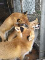 adult black_nose captivity cloudy color day eyes_closed eyes_open facing_down facing_side facing_towards full_body grooming image mouth_closed mouth_open multiple no_muzzle_mark orange_eyes photo red_fox red_fur sitting standing staring summer_coat teeth tongue vulpes white_fur white_tail_tip zoo // 1536x2048 // 712KB