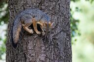 adult black_nose black_tail_tip climbing day eyes_open forest full_body gray_fox gray_fur image mouth_closed orange_eyes outdoors red_fur single standing sunny urocyon white_fur wild // 2048x1365 // 709KB