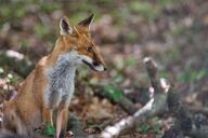 adult black_nose day eyes_open facing_side forest image large_muzzle_mark mouth_closed orange_eyes outdoors partial_body portrait red_fox red_fur single sitting vulpes white_fur wild // 1600x1068 // 320KB