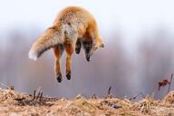 adult black_nose black_tail_tip cloudy color day facing_down full_body grass image mouth_closed photo pouncing red_fox red_fur single vulpes white_fur wild winter_coat // 2500x1666 // 964KB