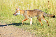 adult black_nose black_tail_tip day eyes_open facing_side full_body grass gray_fur lycalopex mouth_open orange_eyes pampas_fox panting red_fur single standing summer_coat sunny teeth tongue walking wild // 1024x678 // 866KB