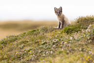 arctic_fox black_fur black_nose color day eyes_open facing_towards full_body grass image mouth_closed orange_eyes photo single sitting staring summer_coat sunny vulpes white_fur white_tail_tip wild young // 5562x3710 // 9.9MB