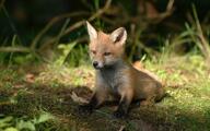 black_nose day eyes_open facing_towards full_body grass image mouth_closed no_muzzle_mark on_stomach orange_eyes outdoors red_fox red_fur single summer_coat sunny vulpes white_fur white_tail_tip wild young // 2560x1600 // 952KB