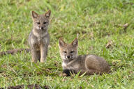 black_nose color day eyes_open facing_towards full_body grass gray_fur hoary_fox image lycalopex mouth_closed multiple on_stomach orange_eyes outdoors photo tan_fur wild young // 2048x1366 // 3.5MB