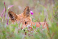 black_nose cloudy color day eyes_open facing_towards grass image mouth_closed on_side orange_eyes partial_body photo red_fox red_fur single staring summer_coat vulpes white_fur wild young // 2600x1733 // 348KB