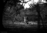 adult black_nose black_tail_tip color eyes_open facing_towards forest full_body gray_fur grayscale image lycalopex mouth_closed orange_eyes pampas_fox photo red_fur single sitting staring summer_coat sunny twilight wild // 3000x2143 // 1.1MB