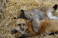 adult black_nose captivity cloudy cute day eyes_open facing_towards full_body image large_muzzle_mark lynx mouth_closed multiple_species on_side orange_eyes playing red_fox red_fur vulpes white_fur zoo // 4128x2752 // 2.9MB