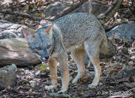 adult black_nose black_tail_tip color day eyes_open facing_towards forest full_body gray_fur image lycalopex mouth_closed orange_eyes outdoors photo sechuran_fox single standing sunny white_fur wild // 1600x1158 // 904KB