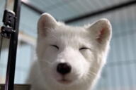 adult arctic_fox black_nose day eyes_closed facing_towards image indoors mouth_closed partial_body pet portrait single vulpes white_fur white_tail_tip // 2048x1365 // 1.6MB