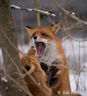 adult black_nose cloudy day eyes_open facing_away facing_towards fighting forest image mouth_open multiple no_muzzle_mark orange_eyes photo red_fox red_fur standing_biped teeth tongue vulpes wild winter_coat // 1385x1536 // 306KB