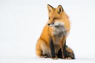 day eyes_open image photo red_fox single sitting snow vulpes // 960x639 // 122KB