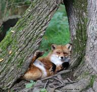 adult black_nose day eyes_open facing_towards forest full_body image mouth_closed muzzle_mark on_back orange_eyes red_fox red_fur single sunny vulpes white_fur white_tail_tip wild // 3799x3648 // 4.5MB