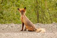 adult cloudy color day facing_away forest full_body image photo red_fox red_fur shedding single sitting staring vulpes white_fur white_tail_tip wild // 1200x800 // 316KB