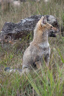 adult black_nose black_tail_tip cloudy day eyes_open facing_side full_body grass gray_fur lycalopex mouth_open orange_eyes pampas_fox red_fur single sitting staring summer_coat teeth wild // 1776x2664 // 3.1MB