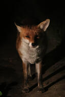 adult black_nose eyes_open full_body image mouth_closed muzzle_mark night orange_eyes outdoors red_fox red_fur single standing still summer_coat vulpes white_fur white_tail_tip wild // 1365x2048 // 297KB